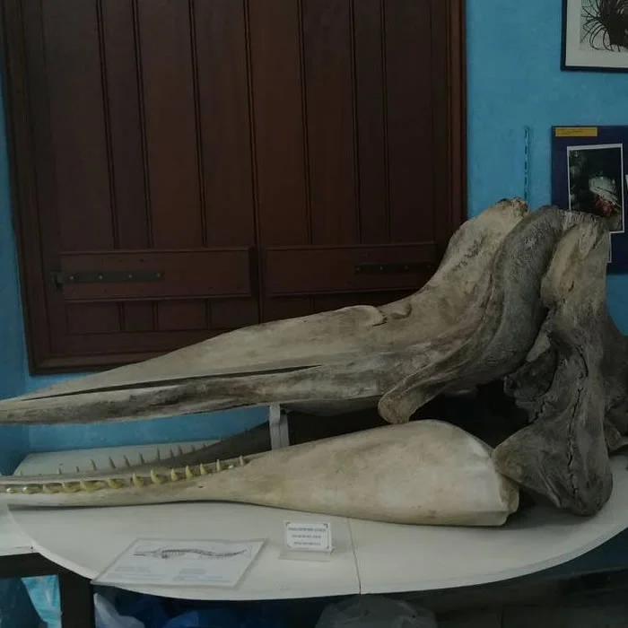 Μουσείο Φυσικής Ιστορίας Απέιρανθος Νάξος